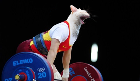 Cat Olympics - Weight Lifting