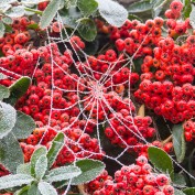 Frozen Web | Dec 2012