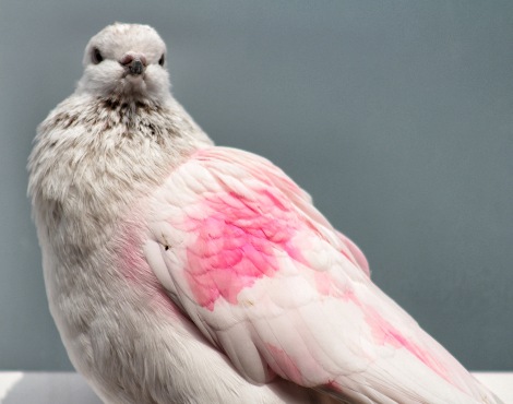 The Pink Pigeon