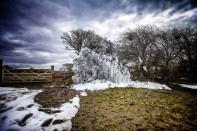 The Leeds Ice Tree